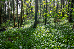 april,coole,flowers,garlic,lowland,spring,woodland,woods,portfolio