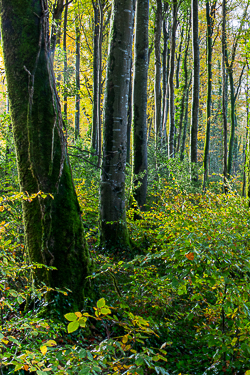 autumn,coole,november,woods,lowland