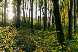 autumn,coole,november,woods,lowland