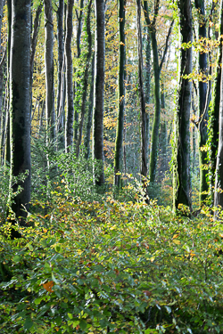 autumn,coole,november,woods,lowland