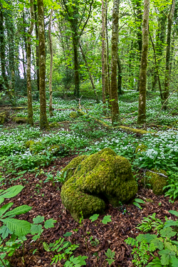 april,coole,flower,garlic,spring,green,lowland