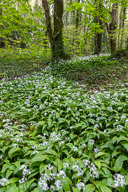 april,coole,flower,garlic,spring,green,lowland