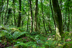 coole,july,summer,trees,woods,green,lowland