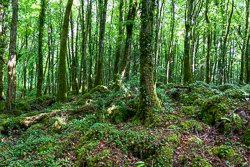 coole,july,summer,woods,green,lowland