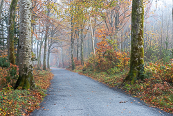 autumn,coole,myst,november,woods,lowland