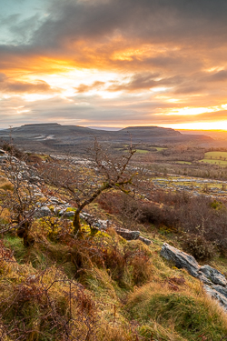 fahee,lone tree,march,orange,sunrise,winter
