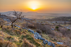 fahee,golden hour,lone tree,march,mist,spring,sunrise,portfolio,hills