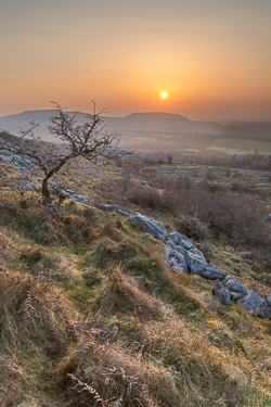 fahee,golden hour,lone tree,march,mist,spring,sunrise,hills,haze