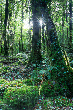 autumn,garryland,october,sunstar,woods,lowland,green