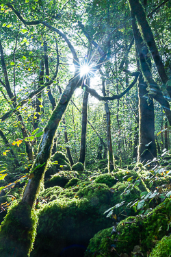 autumn,garryland,october,sunstar,woods,lowland,green