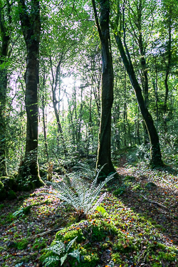 autumn,garryland,october,sunstar,woods,lowland,green