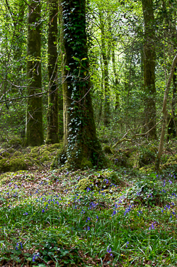 april,bluebells,flowers,garryland,spring,woods