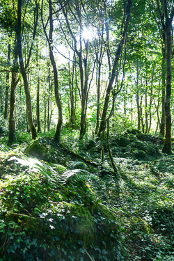 august,garryland,summer,sunstar,woods,lowland