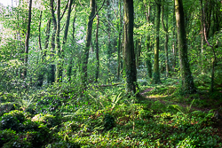 august,coole,garryland,green,lowland,path,summer,woods