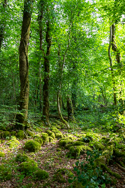 garryland,july,summer,woods,green,lowland