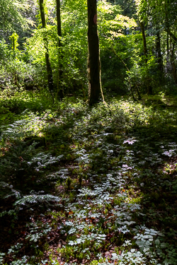 garryland,july,summer,woods,green,lowland