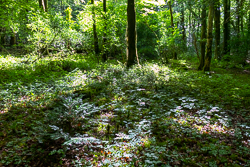 garryland,july,summer,woods,green,lowland