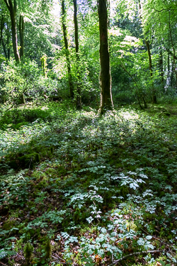 garryland,july,summer,woods,portfolio,green,lowland