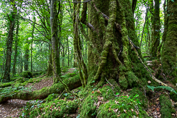 garryland,long exposure,september,summer,woods,green,lowland