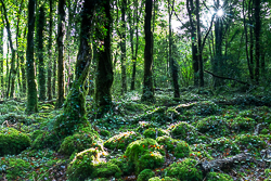 autumn,garryland,october,sunstar,woods,green,lowland