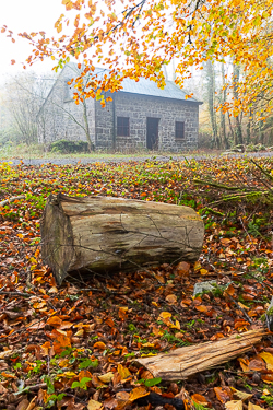 autumn,garryland,mist,november,woods,portfolio,golden,lowland