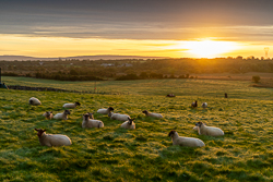 golden,gort,rural,september,sheep,summer,sunrise,golden,lowland,animal