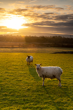 animal,gort,january,sheep,sunrise,winter,golden,lowland