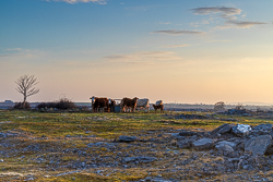 animals,cow,golden hour,gort,march,rural,spring,sunrise,lowland