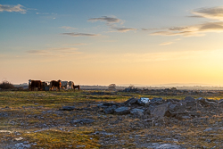 animals,cow,golden hour,gort,march,rural,spring,sunrise,lowland