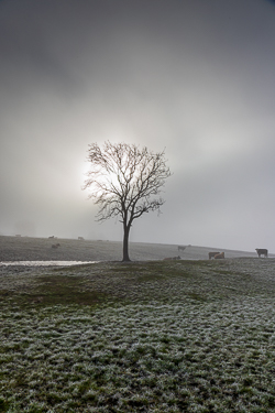 autumn,december,fog,gort,lone tree,mist,rural,lowland