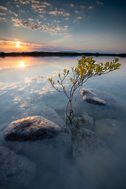 blue hour,lough bunny,may,spring,sunset,portfolio,lowland,sappling,reflection