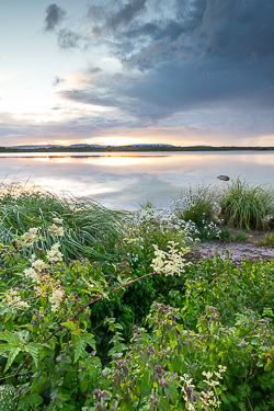 dusk,flowers,july,lough bunny,reflections,summer,blue,green,lowland