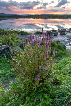 dusk,flowers,july,lough bunny,reflections,summer,lowland