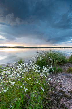 dusk,flowers,july,lough bunny,reflections,summer,blue,lowland