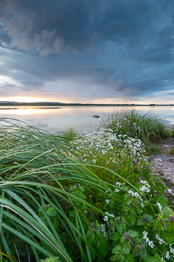 dusk,flowers,july,lough bunny,reflections,summer,portfolio,green,blue,lowland