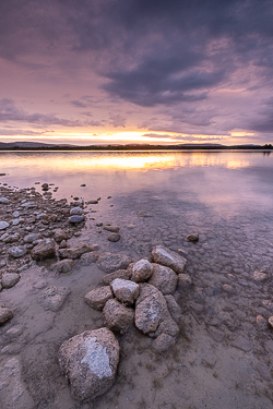 dusk,june,lough bunny,spring,mauve,lowland