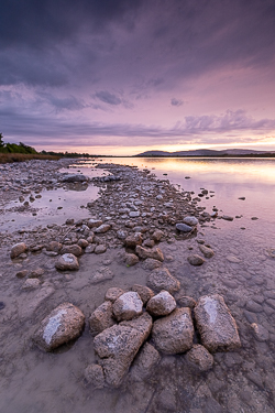 dusk,june,lough bunny,mauve,spring,lowland