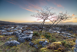 lone tree,march,mullaghmore,pink,spring,twilight,lowland