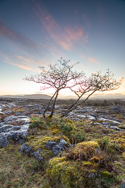 lone tree,march,mullaghmore,pink,spring,twilight,lowland