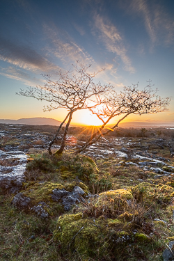 lone tree,march,mullaghmore,spring,sunrise,sunstar,golden,lowland