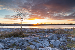 autumn,december,lone tree,mullaghmore,sunrise,sunstar,park,golden