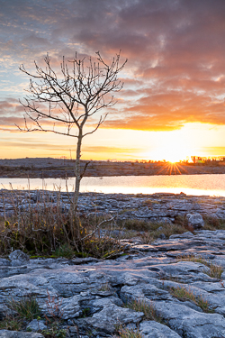 autumn,december,lone tree,mullaghmore,sunrise,sunstar,park,golden