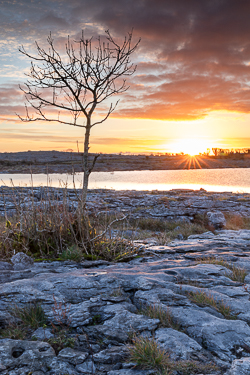 autumn,december,lone tree,mullaghmore,sunrise,sunstar,park,golden