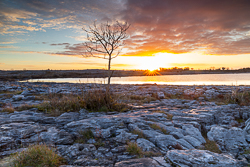 autumn,december,lone tree,mullaghmore,sunrise,sunstar,park,golden