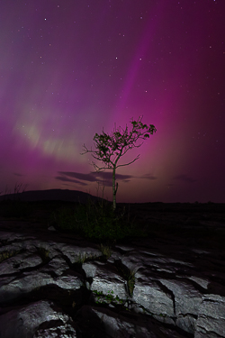 aurora,lone tree,long exposure,may,mullaghmore,night,park,pilars,purple,spring,astro