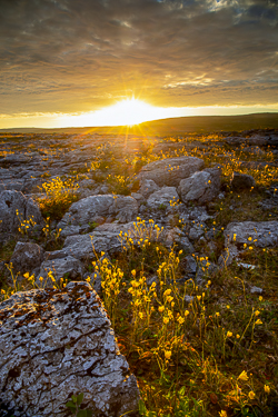 flower,golden,may,mullaghmore,park,spring,sunset,sunstar