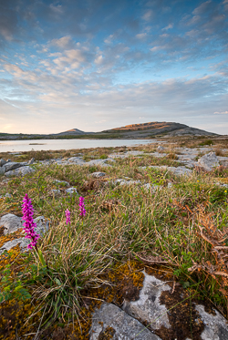 flowers,golden,mullaghmore,orchids,park,sunset