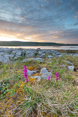 flowers,golden,mullaghmore,orchids,park,sunset