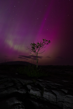 aurora,lone tree,long exposure,may,mullaghmore,night,park,pilars,purple,spring,portfolio