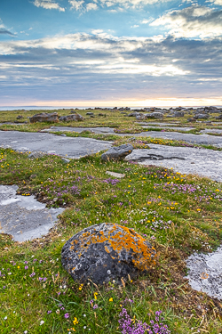 black head,erratic,flowers,june,murrooughtoohy,summer,sunset,coast